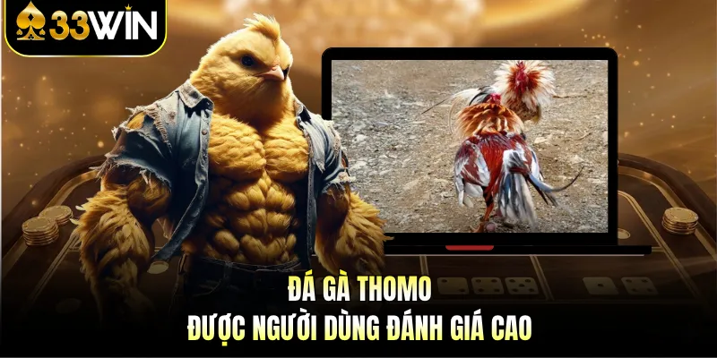 Đá gà Thomo được người dùng đánh giá cao